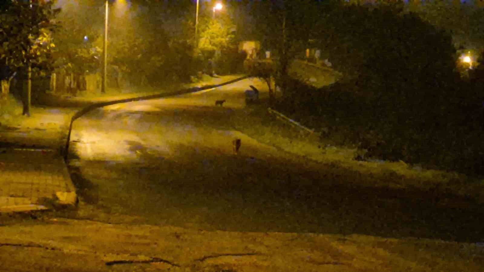 cakallar bartin sehir merkezini mesken tuttu 3 tZCDnQ7g
