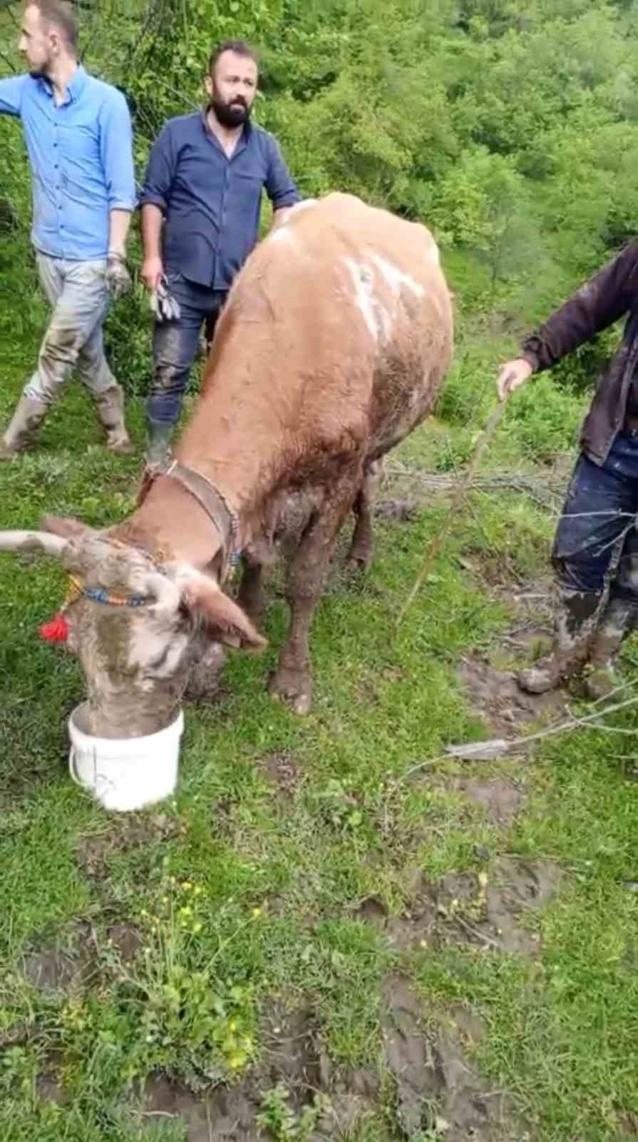 camura saplanan buyukbas hayvani vatandaslar kurtardi 1 dnhJUgLu