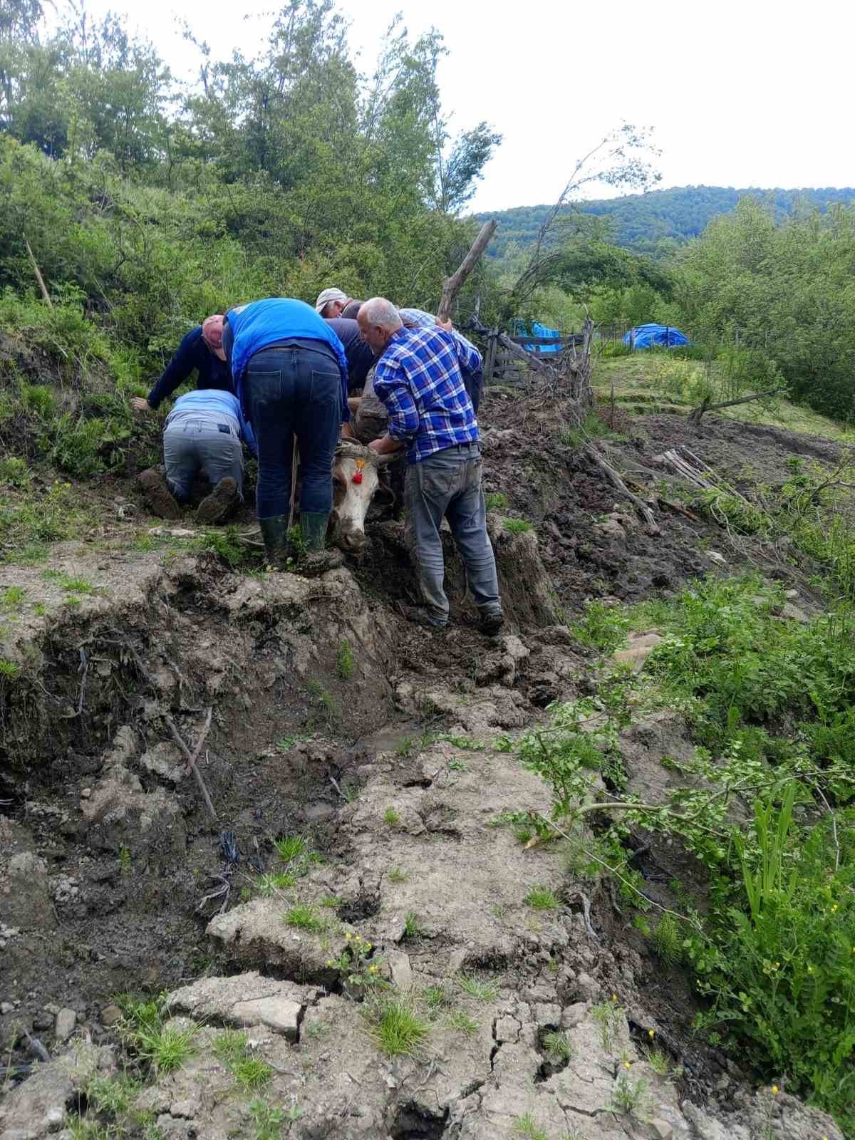 camura saplanan buyukbas hayvani vatandaslar kurtardi 2 NegmWQRm
