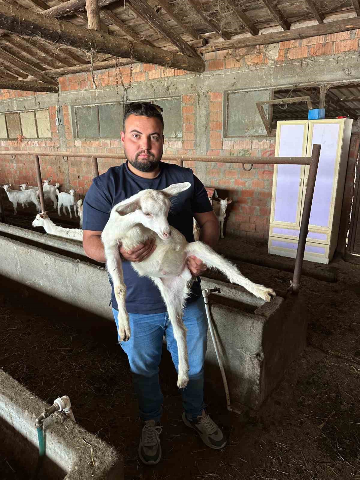 canakkalede 3 bacakli oglak gorenleri sasirtiyor 4 OfZdPFMI