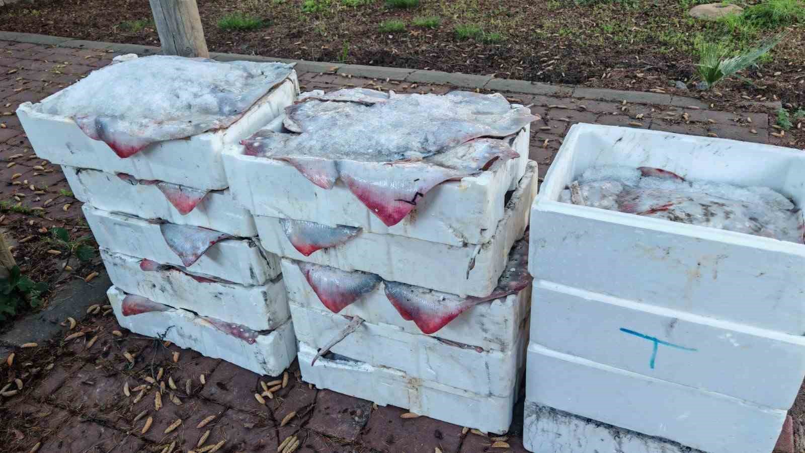 canakkalede 525 kilo baliga el konuldu 2 bHk41j79