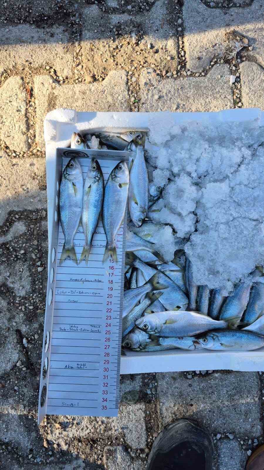 canakkalede 525 kilo baliga el konuldu 5 sE3jEFKn
