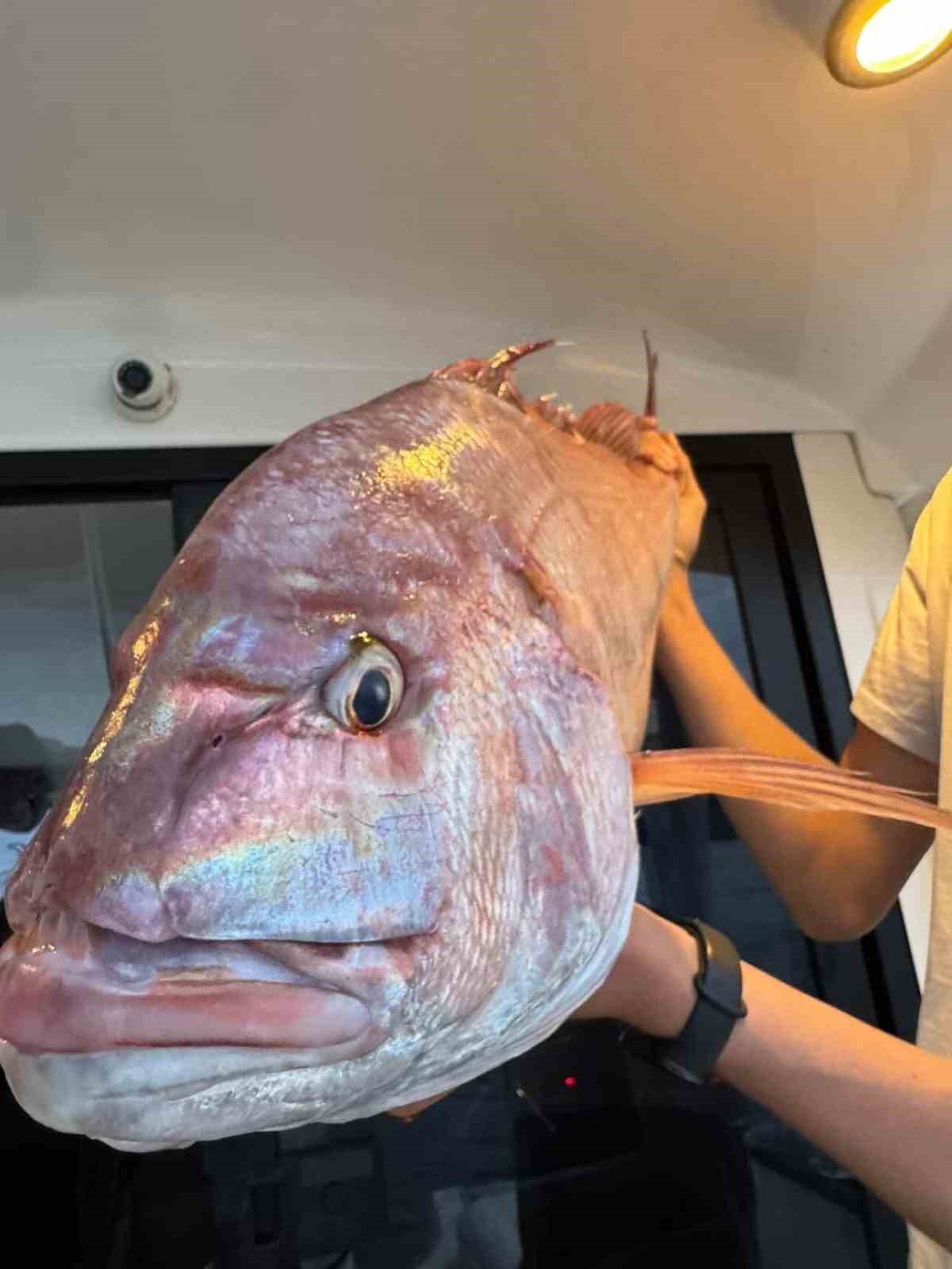 canakkalede balikcilar 12 kilogramlik mercan baligi yakaladi 1 eOv9pq92