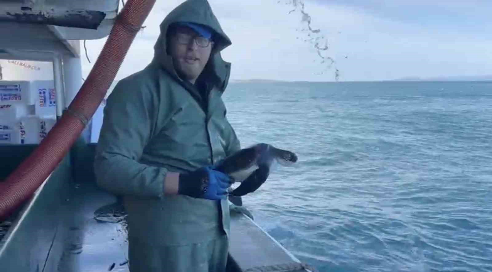 canakkalede balikcilar aglarina takilan caretta carettayi kurtardilar 1 w9pnWPmd