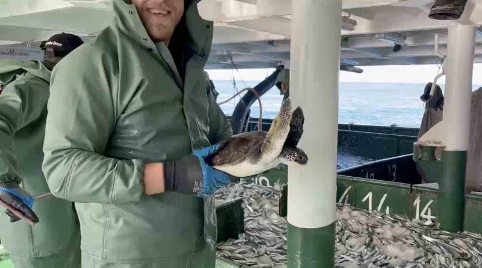 canakkalede balikcilar aglarina takilan caretta carettayi kurtardilar 2 IAQLGmqH