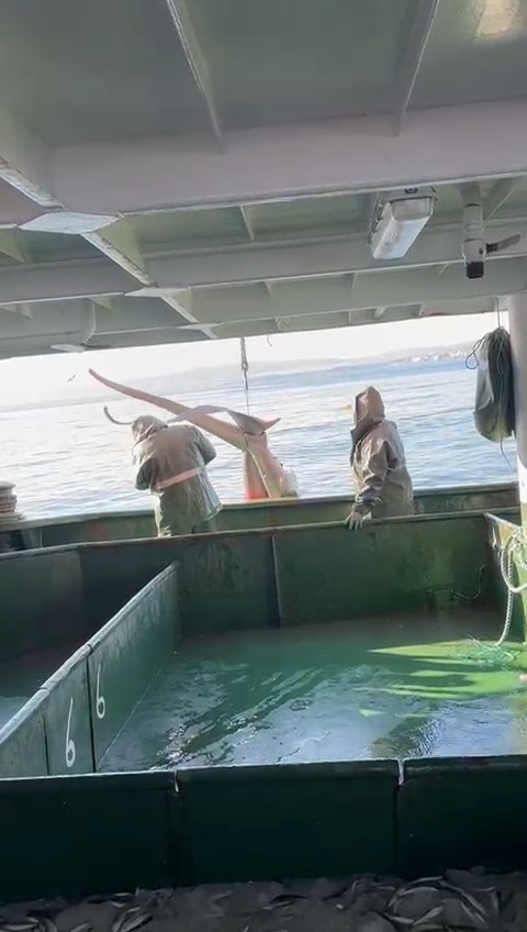 Çanakkale’de balıkçıların ağına ‘kamçı kuyruk’ cinsi köpek balığı takıldı 5 canakkalede balikcilarin agina kamci kuyruk cinsi kopek baligi takildi 1