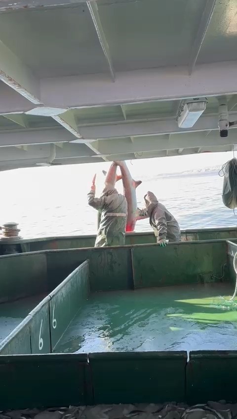 Çanakkale’de balıkçıların ağına ‘kamçı kuyruk’ cinsi köpek balığı takıldı 6 canakkalede balikcilarin agina kamci kuyruk cinsi kopek baligi takildi 2 W2Ym2DSO