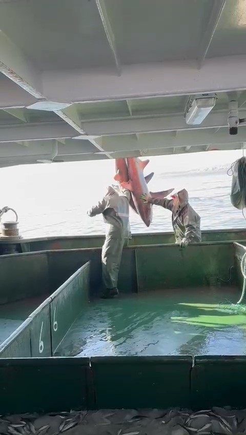 Çanakkale’de balıkçıların ağına ‘kamçı kuyruk’ cinsi köpek balığı takıldı 7 canakkalede balikcilarin agina kamci kuyruk cinsi kopek baligi takildi 3 OI3GX479