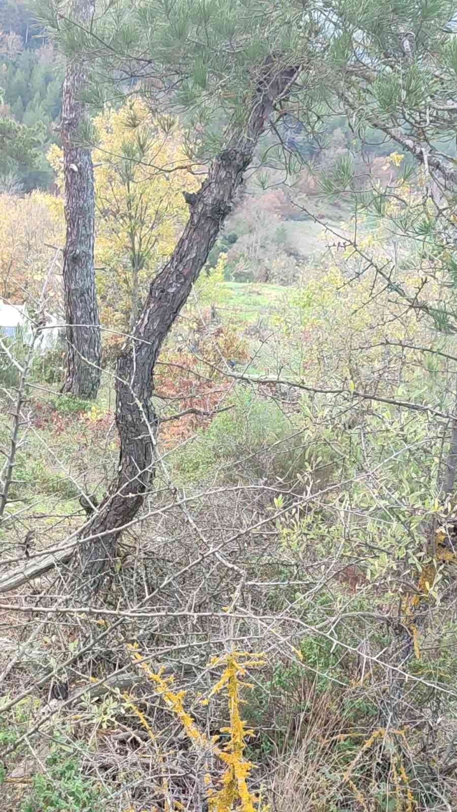 Çanakkale’de kaybolan Alzheimer hastası ölü bulundu 5 canakkalede kaybolan alzheimer hastasi olu bulundu 1 VkpGIVyy