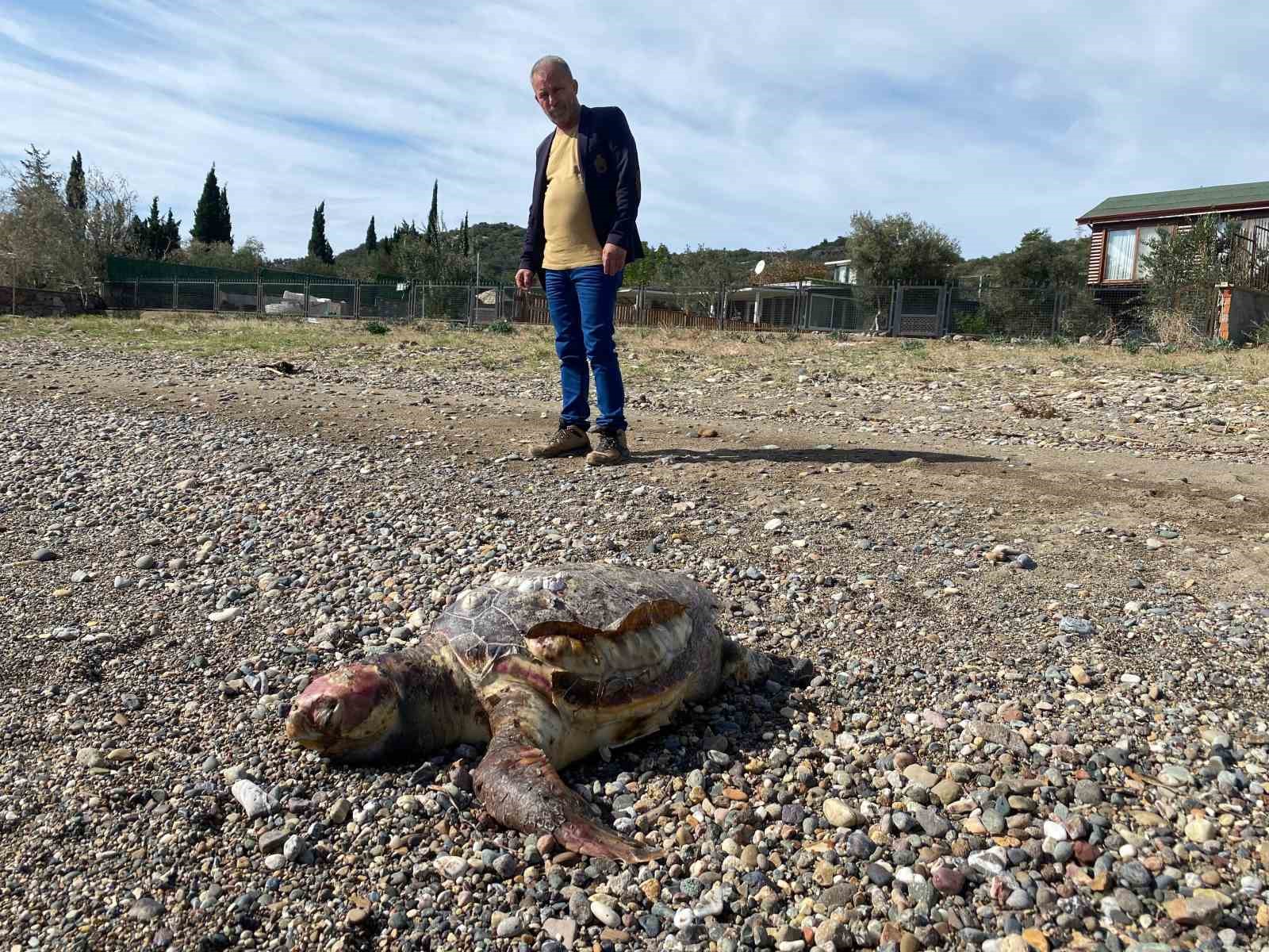canakkalede sahile olu caretta carettalar vurdu 3 bqurnhVg
