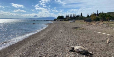 canakkalede-sahile-olu-caretta-carettalar-vurdu-xAuZ2xkA.jpg