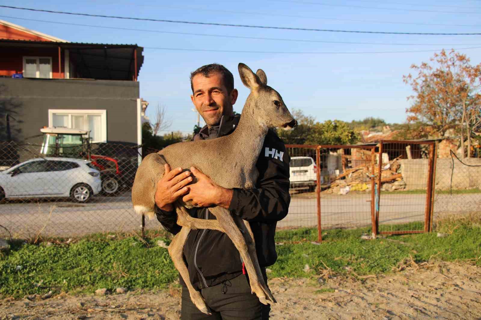 canakkalede yangindan kacan karaca koyun maskotu oldu 1 W7dtBOq9