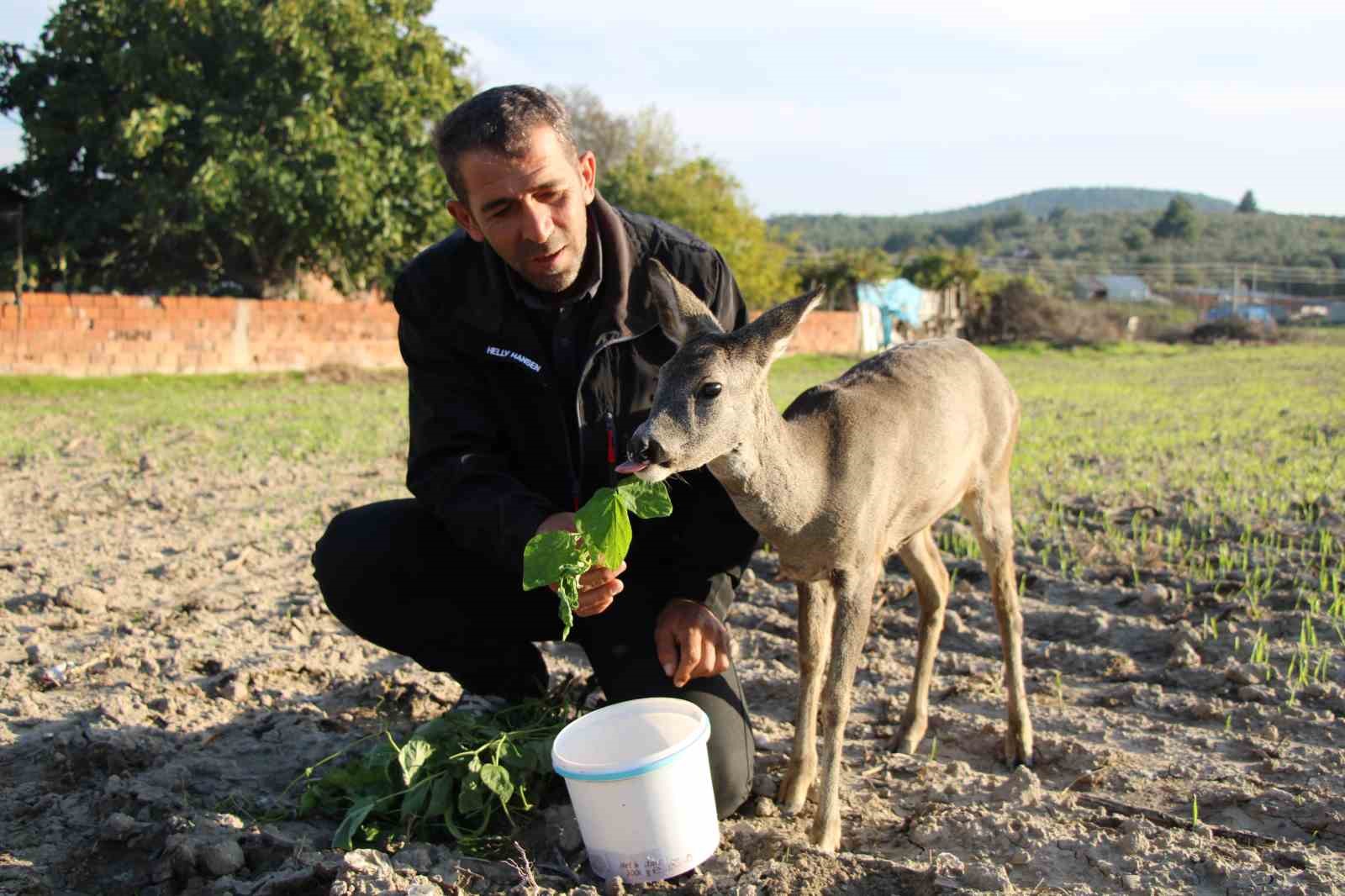 canakkalede yangindan kacan karaca koyun maskotu oldu 5 p47p8LhW