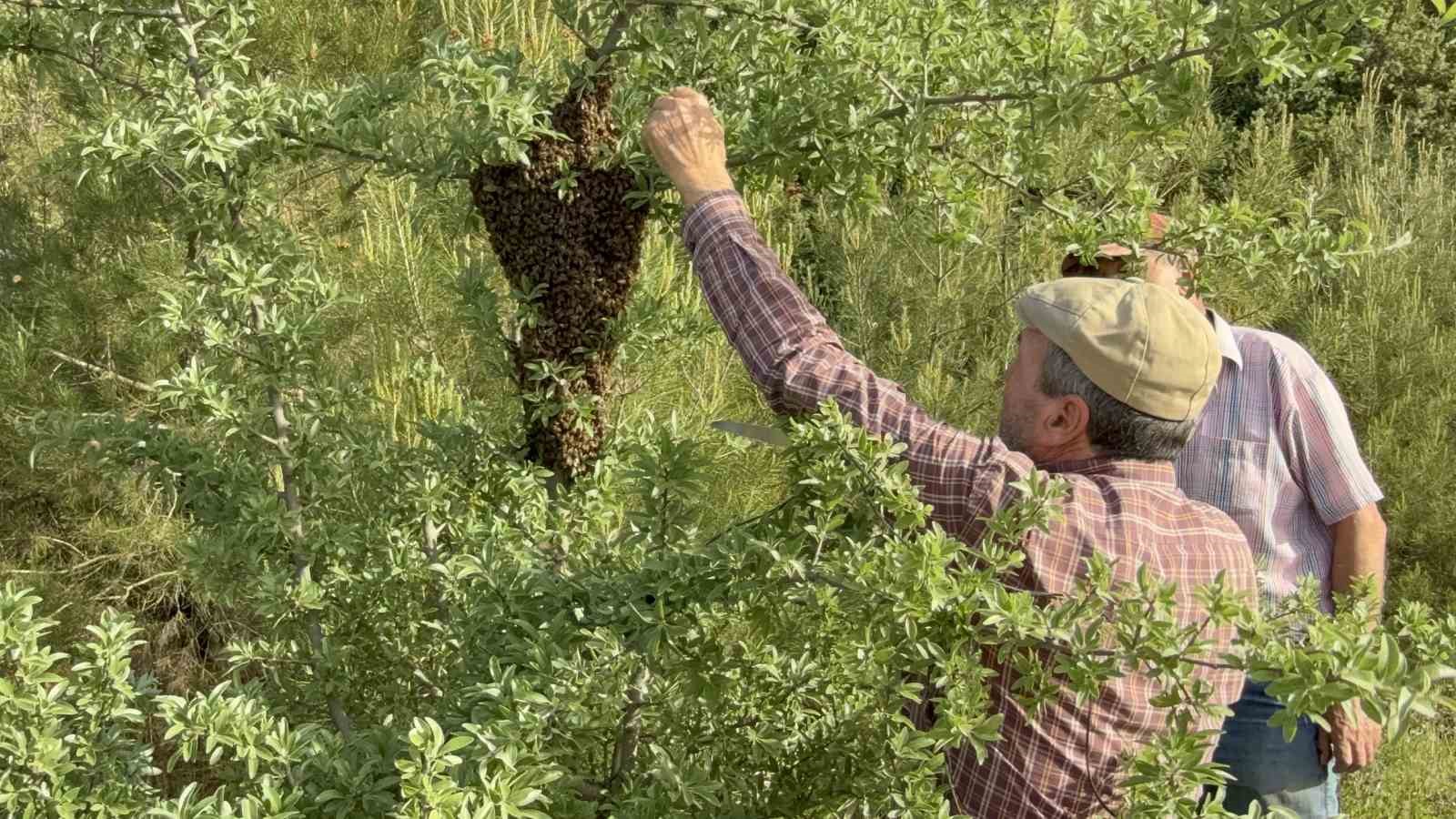 canakkalede yavru ari bollugu ari ureticilerinin yuzunu guldurdu 0 eyRaYOjX