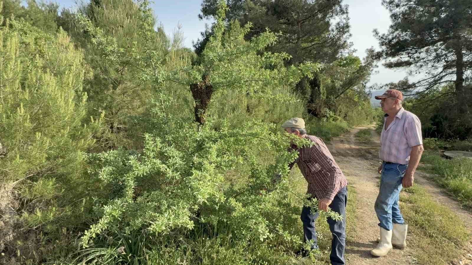 canakkalede yavru ari bollugu ari ureticilerinin yuzunu guldurdu 1 LvfwtQzp