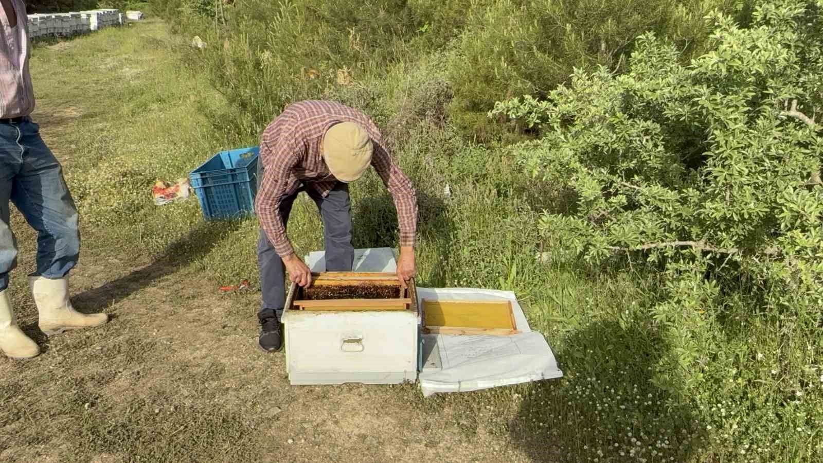 canakkalede yavru ari bollugu ari ureticilerinin yuzunu guldurdu 3 VzIlwSCE
