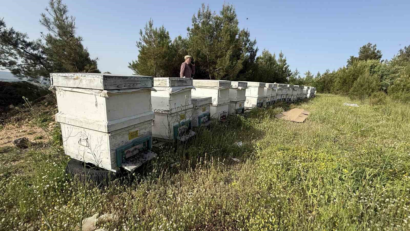canakkalede yavru ari bollugu ari ureticilerinin yuzunu guldurdu 4 kVIrRyag