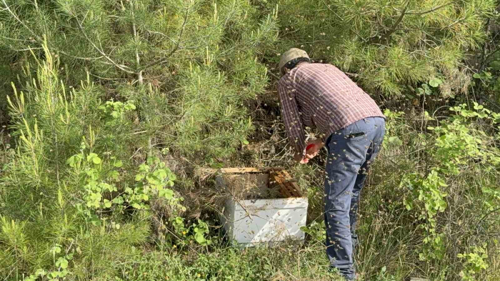 canakkalede yavru ari bollugu ari ureticilerinin yuzunu guldurdu 6 vzzUGlSL