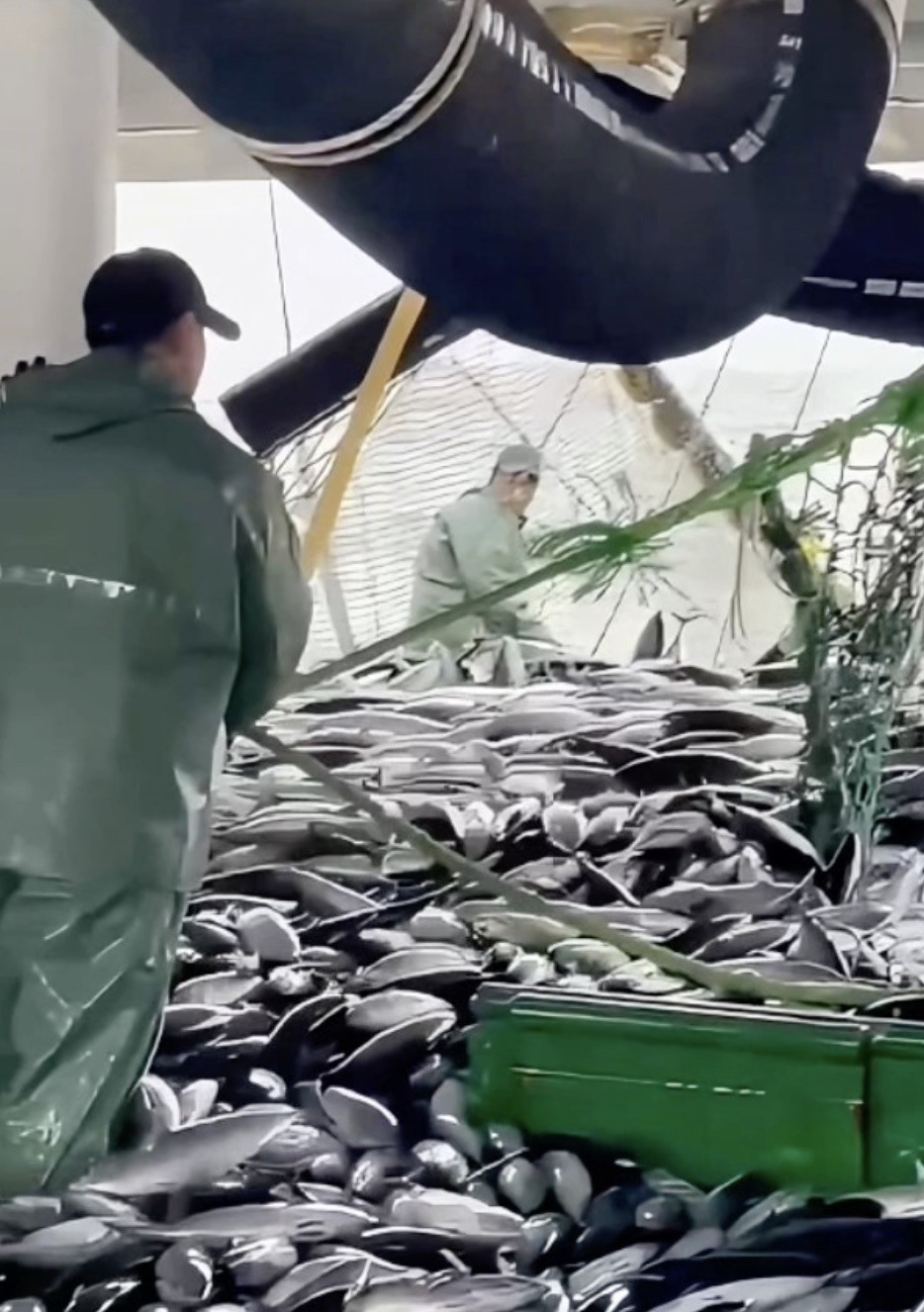 canakkaleli balikcilar sezondan memnun 1