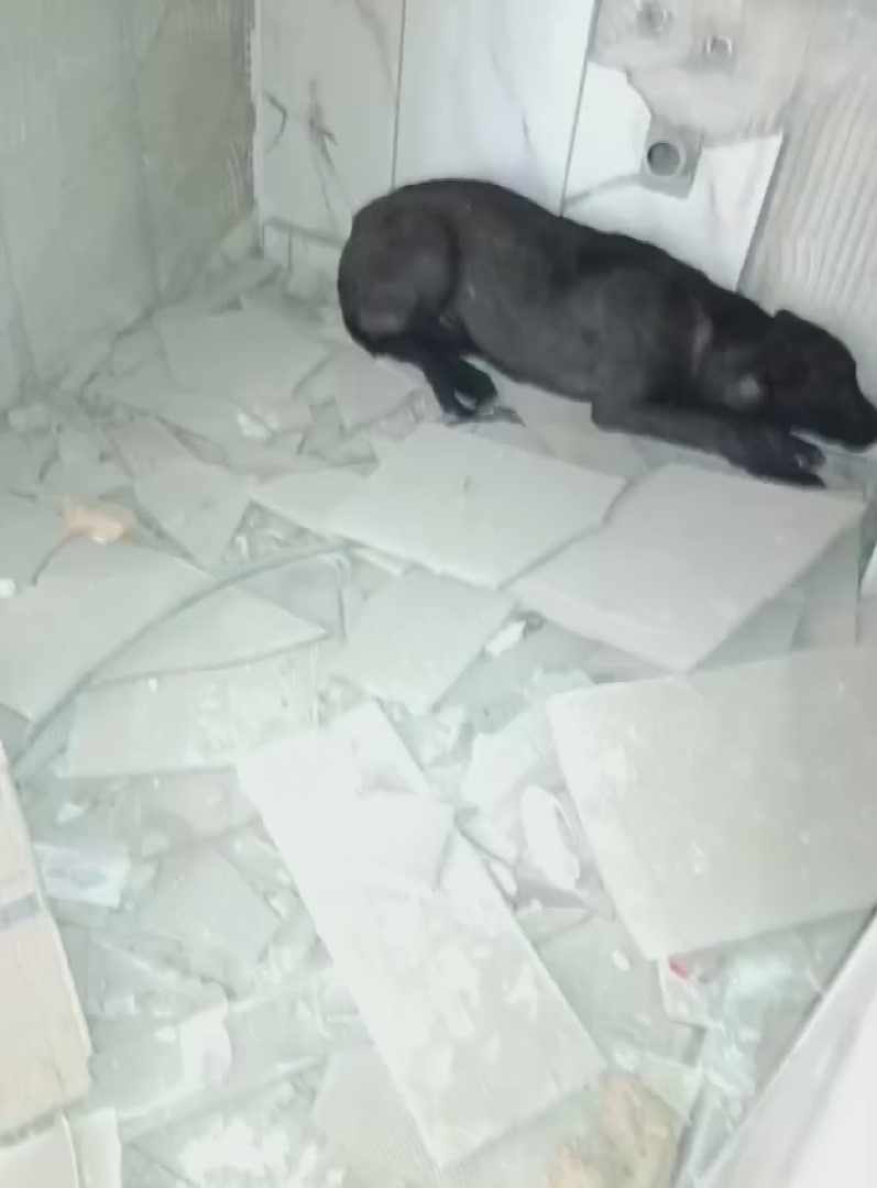 canini hice sayan hayvanseverin agir hasarli binadan kopegi kurtardigi anlar kamerada 3 qXenZa7t
