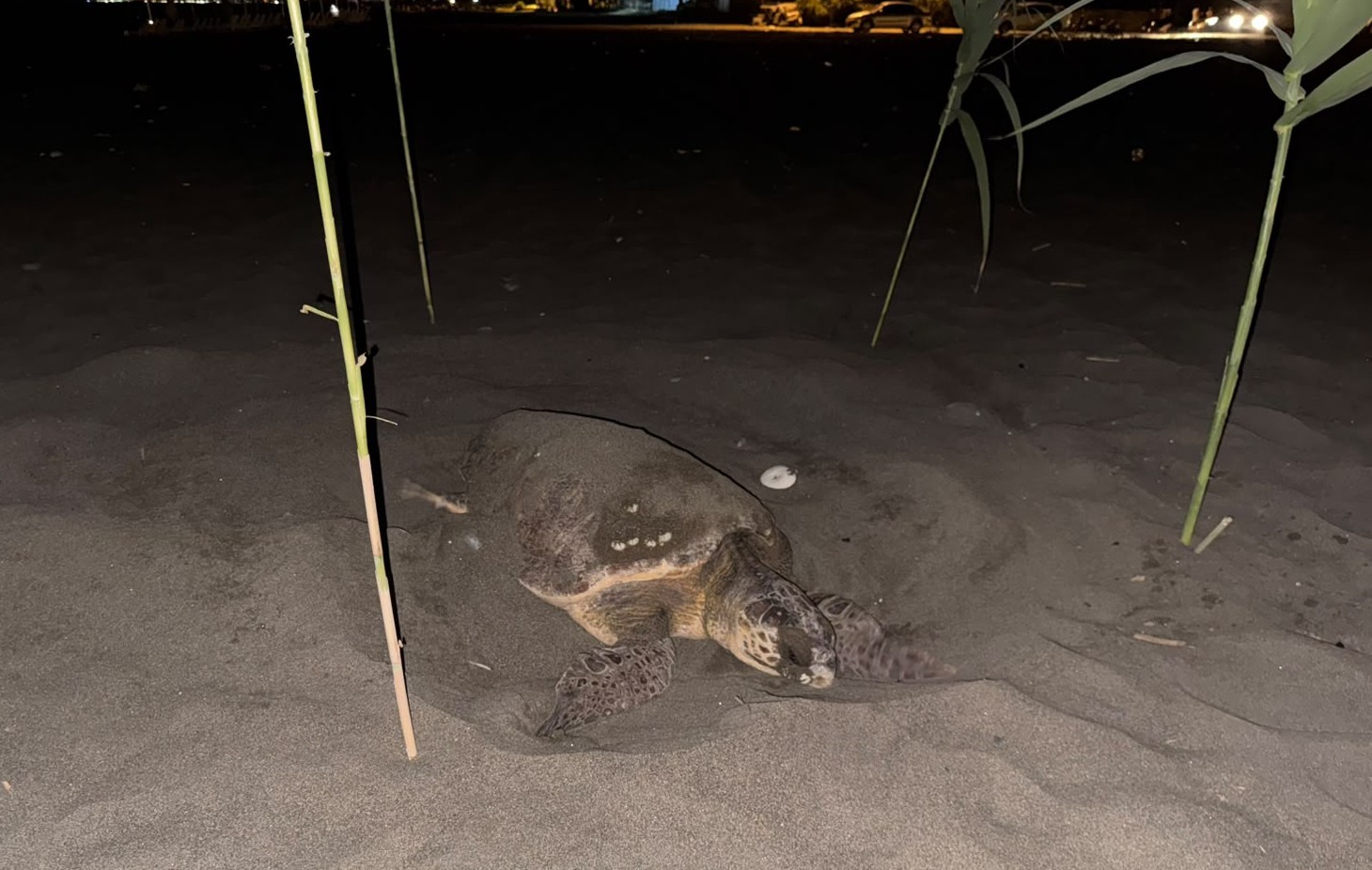 Caretta carettayı yuva yaparken gören gençler, duyarlılık gösterdi önlem aldı 4 caretta carettayi yuva yaparken goren gencler duyarlilik gosterdi onlem aldi 0 EW9JSBib