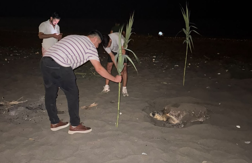 Caretta carettayı yuva yaparken gören gençler, duyarlılık gösterdi önlem aldı 5 caretta carettayi yuva yaparken goren gencler duyarlilik gosterdi onlem aldi 1 sDcnHzR2