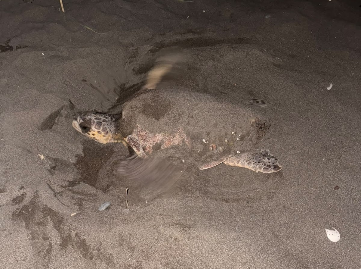 Caretta carettayı yuva yaparken gören gençler, duyarlılık gösterdi önlem aldı 6 caretta carettayi yuva yaparken goren gencler duyarlilik gosterdi onlem aldi 2 ZmJEfJmX