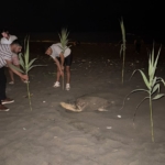 caretta-carettayi-yuva-yaparken-goren-gencler-duyarlilik-gosterdi-onlem-aldi-bqFOg1Nz.jpg