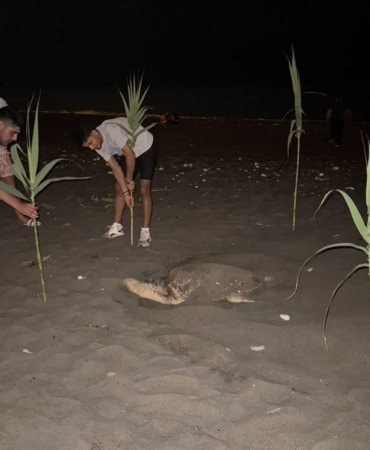 caretta-carettayi-yuva-yaparken-goren-gencler-duyarlilik-gosterdi-onlem-aldi-bqFOg1Nz.jpg