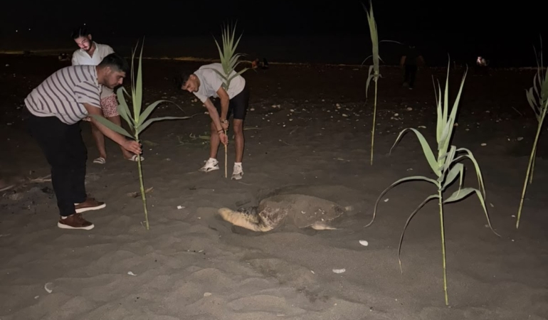 caretta-carettayi-yuva-yaparken-goren-gencler-duyarlilik-gosterdi-onlem-aldi-bqFOg1Nz.jpg