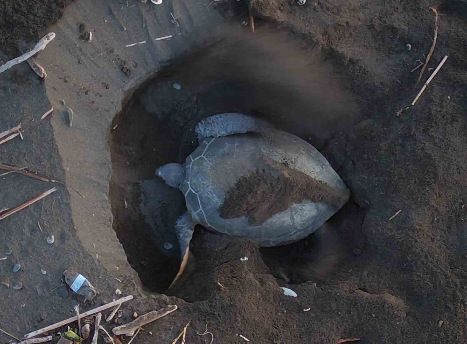 caretta cerattalarin yuvalama alanindaki kiyiya batik tekne vurdu 4