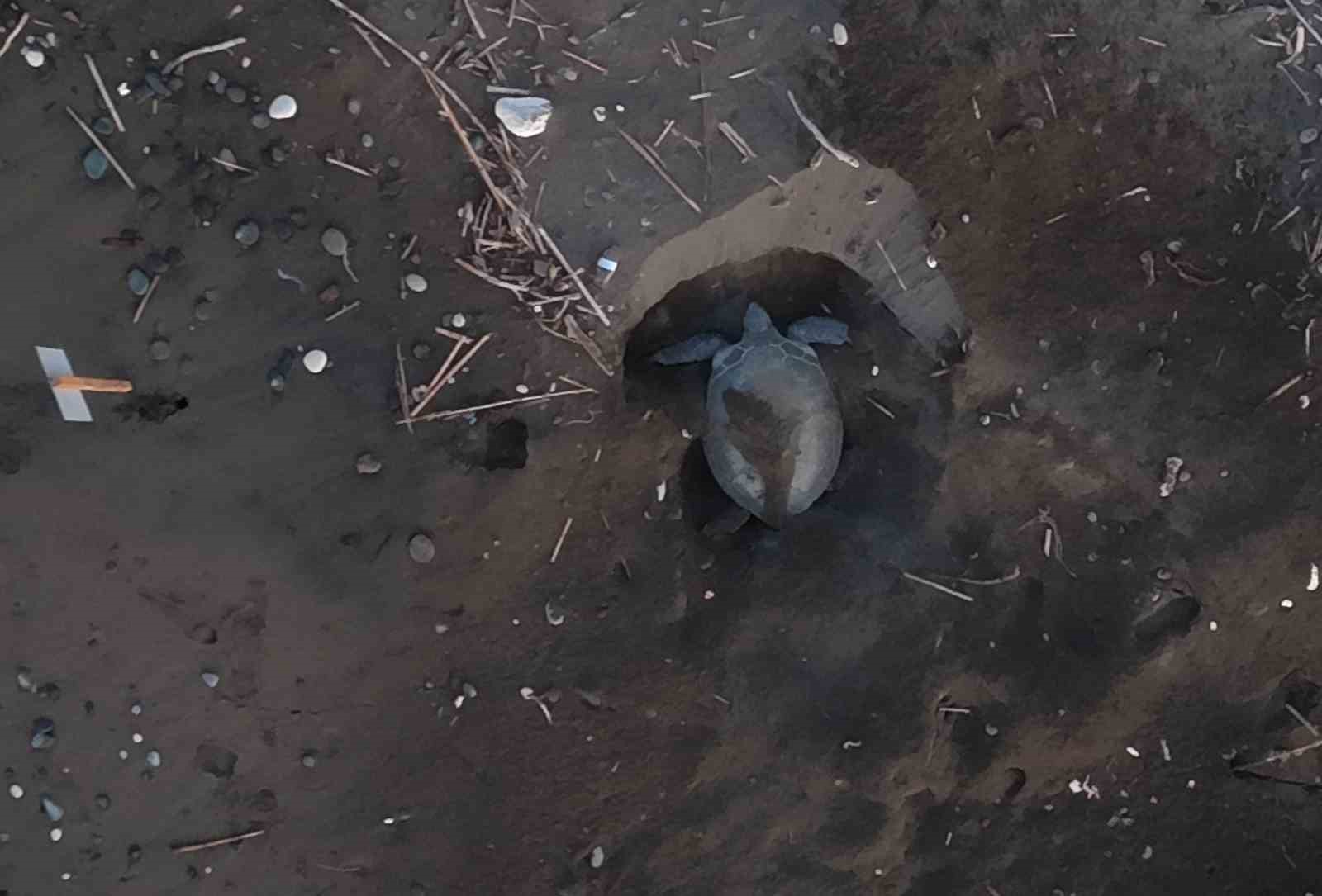 caretta cerattalarin yuvalama alanindaki kiyiya batik tekne vurdu 5 LkHdbw4e