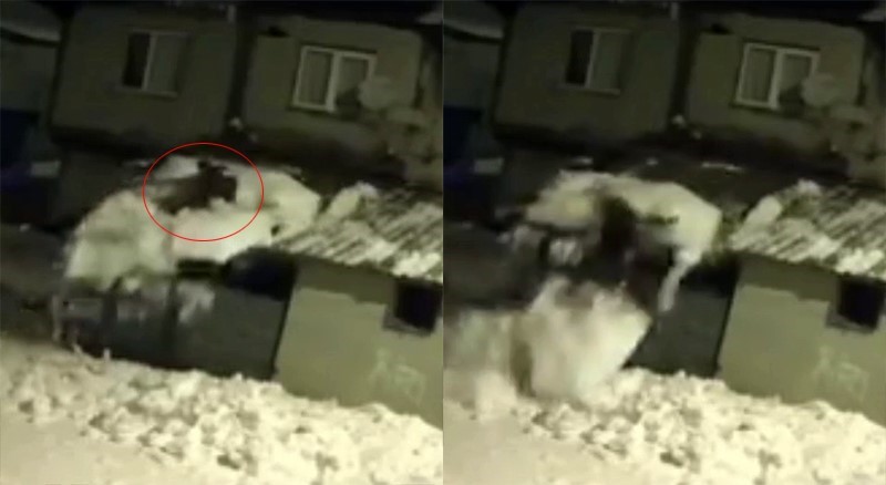 catidaki kari temizlerken kar kutlesiyle zemine dustu 0 EDOV6MvR