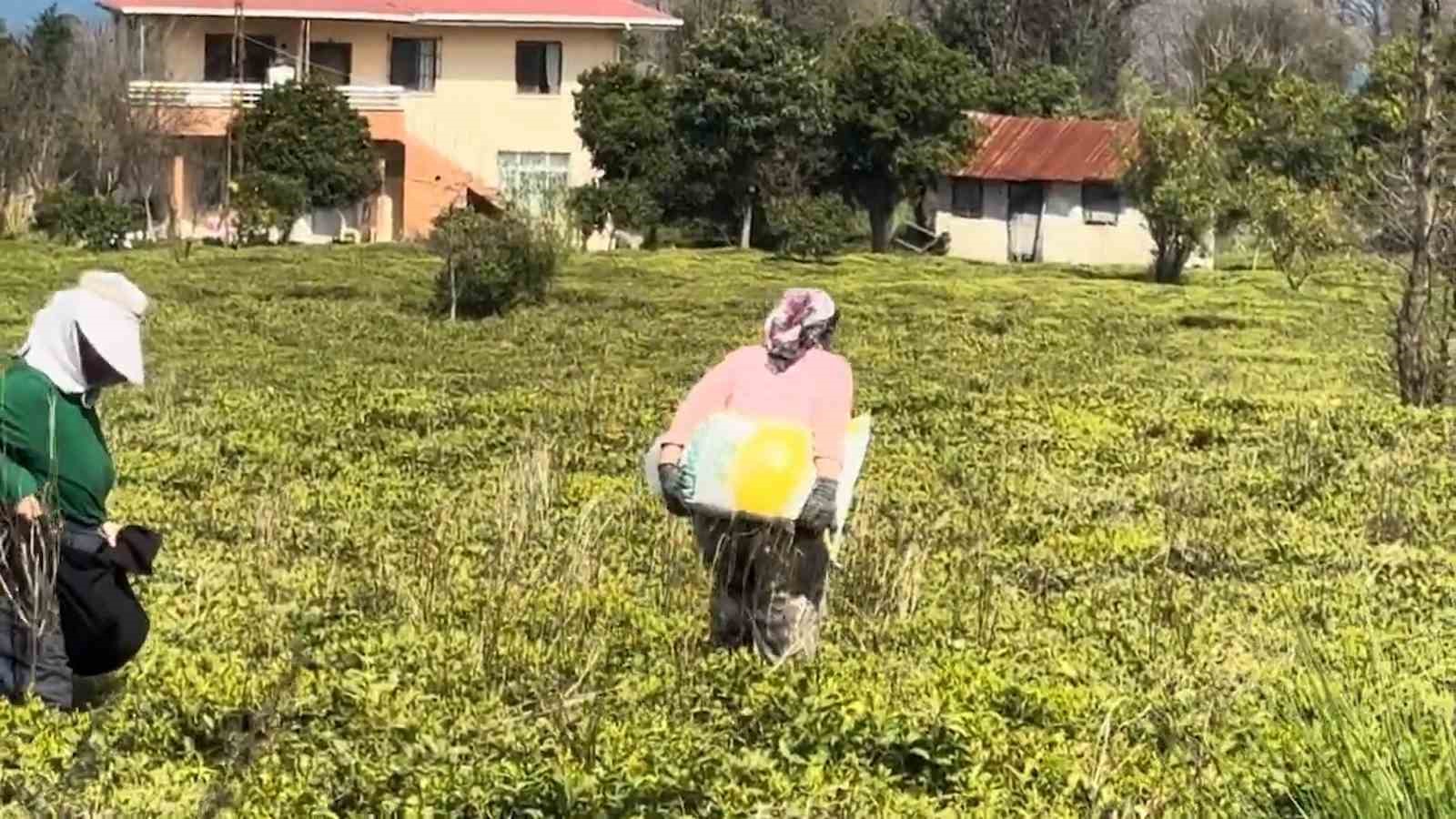 cay ureticileri yeni sezona hazirlaniyor 1 3eNc4yjT