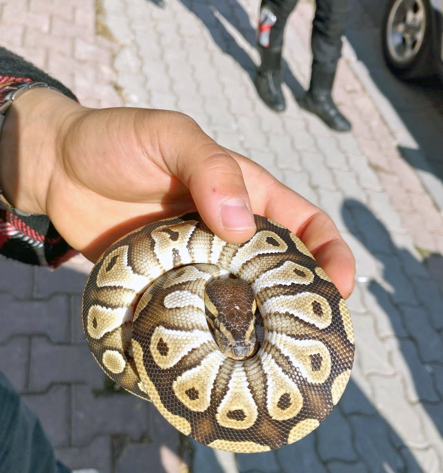 cebinden yavru piton yilani cikti 0