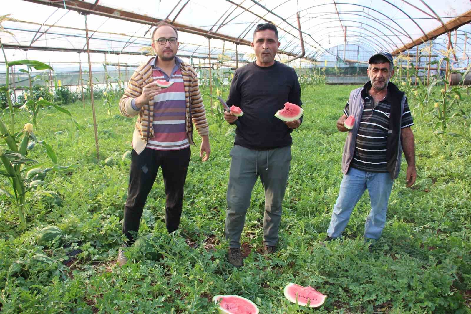 cekirdek karpuzun hasadi basladi 3 ayda hasat ediliyor 1 ayda tukeniyor 0 pQ346KIR