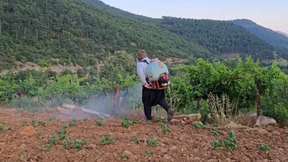 Çekirgeler üreticinin kabusu oldu 4 cekirgeler ureticinin kabusu oldu 0