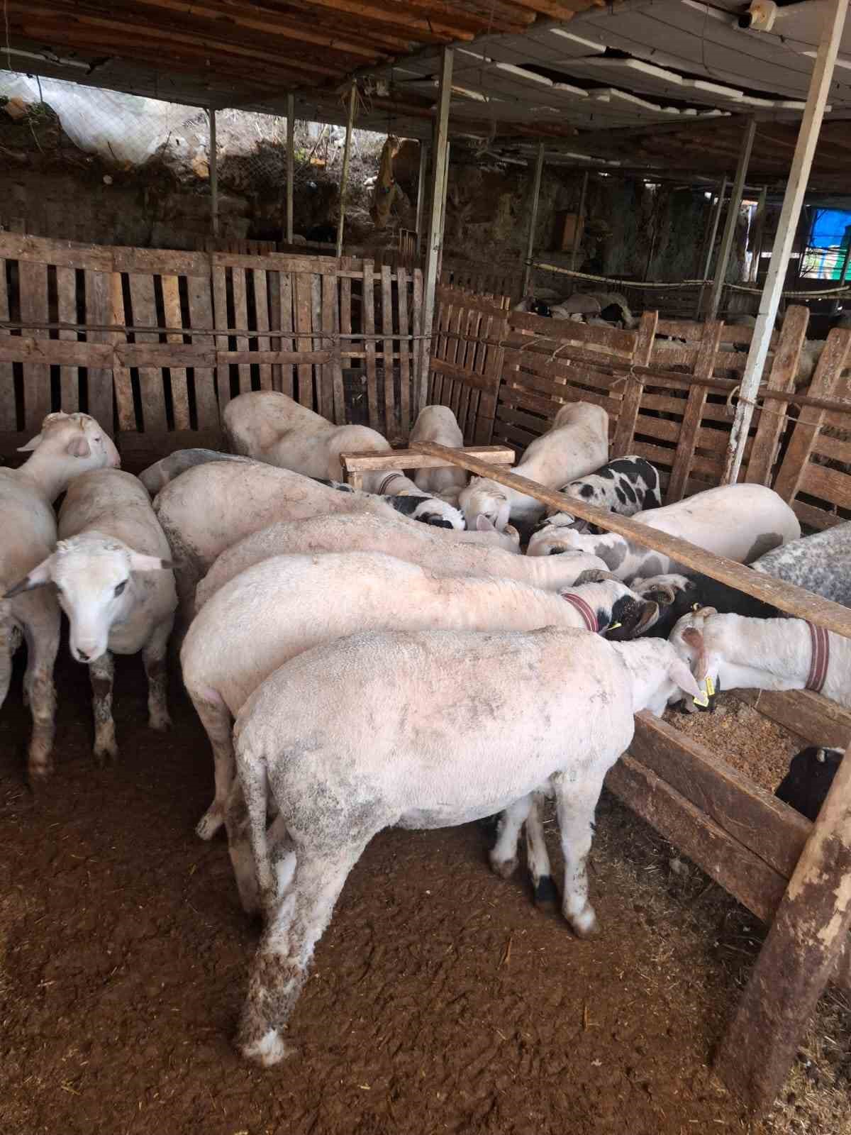 cesme sakizi ile fransiz kocunu birlestirdi verimi katladi 2 NbPiD7MH