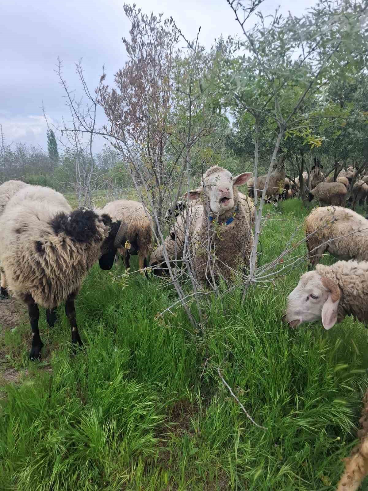 cesme sakizi ile fransiz kocunu birlestirdi verimi katladi 3 RHuOqzjU