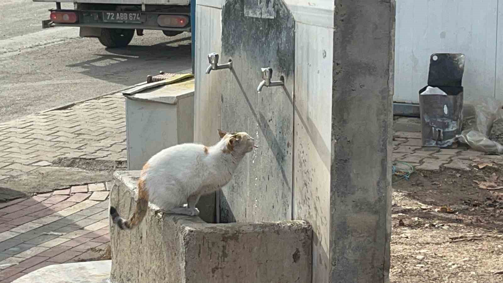 Çeşmeye patisini dayayan kedi, vatandaşların musluğu açmasıyla kana kana su içti 5 cesmeye patisini dayayan kedi vatandaslarin muslugu acmasiyla kana kana su icti 1