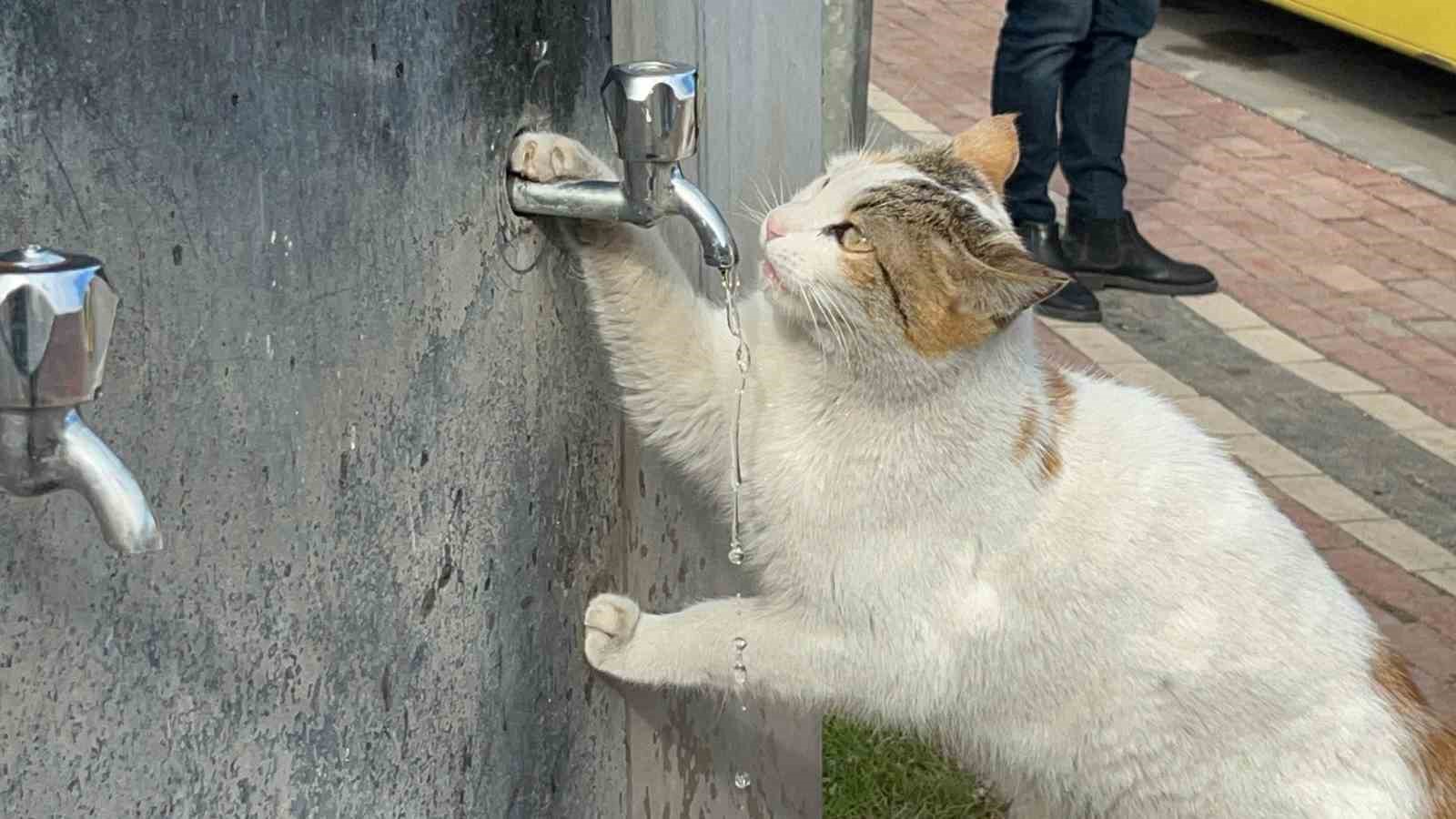 Çeşmeye patisini dayayan kedi, vatandaşların musluğu açmasıyla kana kana su içti 6 cesmeye patisini dayayan kedi vatandaslarin muslugu acmasiyla kana kana su icti 2 vld7QXRy