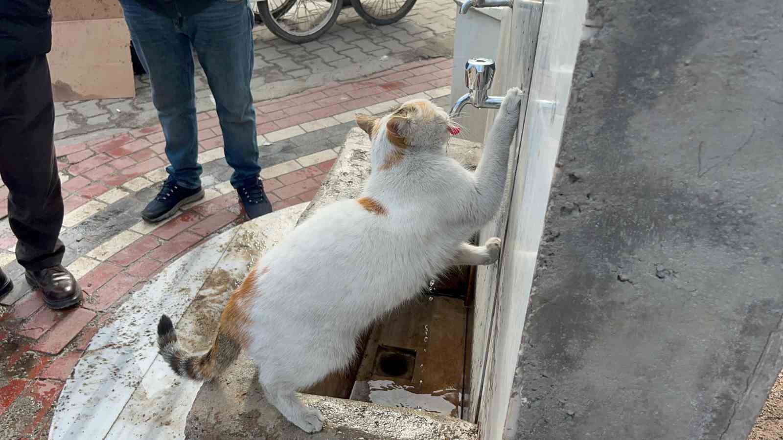 Çeşmeye patisini dayayan kedi, vatandaşların musluğu açmasıyla kana kana su içti 7 cesmeye patisini dayayan kedi vatandaslarin muslugu acmasiyla kana kana su icti 3