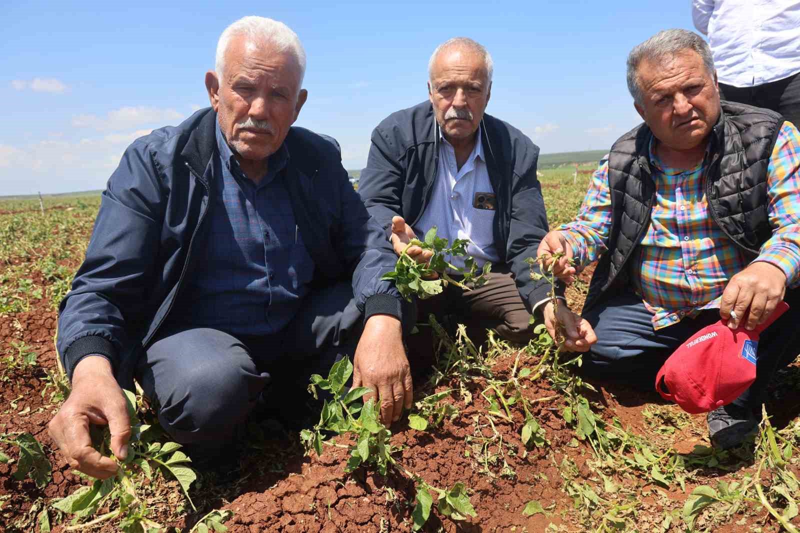 ceviz buyuklugundeki dolu yagisi tarim arazilerine zarar verdi 0