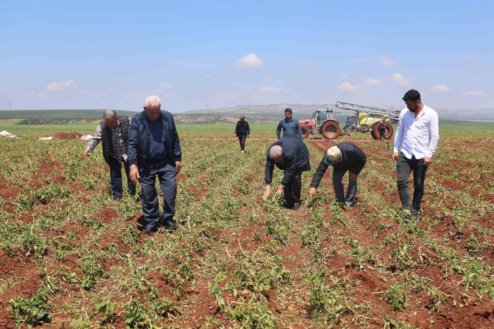 ceviz buyuklugundeki dolu yagisi tarim arazilerine zarar verdi 4 3nr1B3Bu