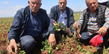ceviz-buyuklugundeki-dolu-yagisi-tarim-arazilerine-zarar-verdi-Z2Q83xdT.jpg