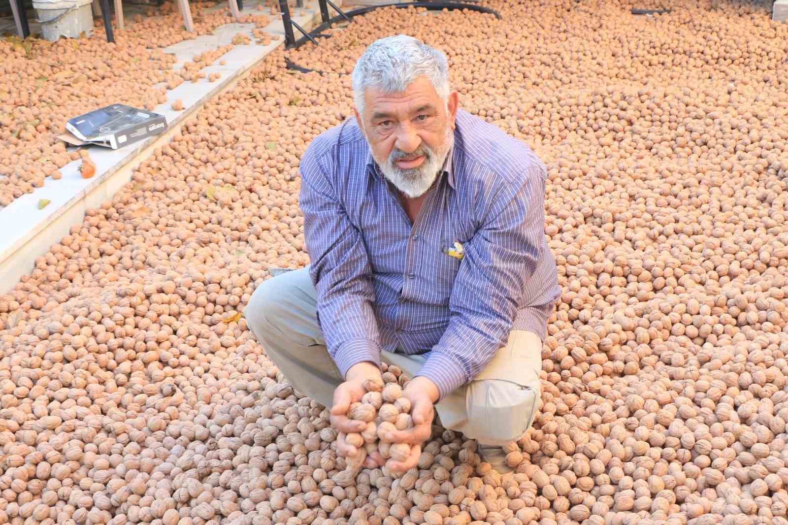 ceviz uretimiyle avrupadaki maasindan daha cok kazaniyor 0 JTW5lIER