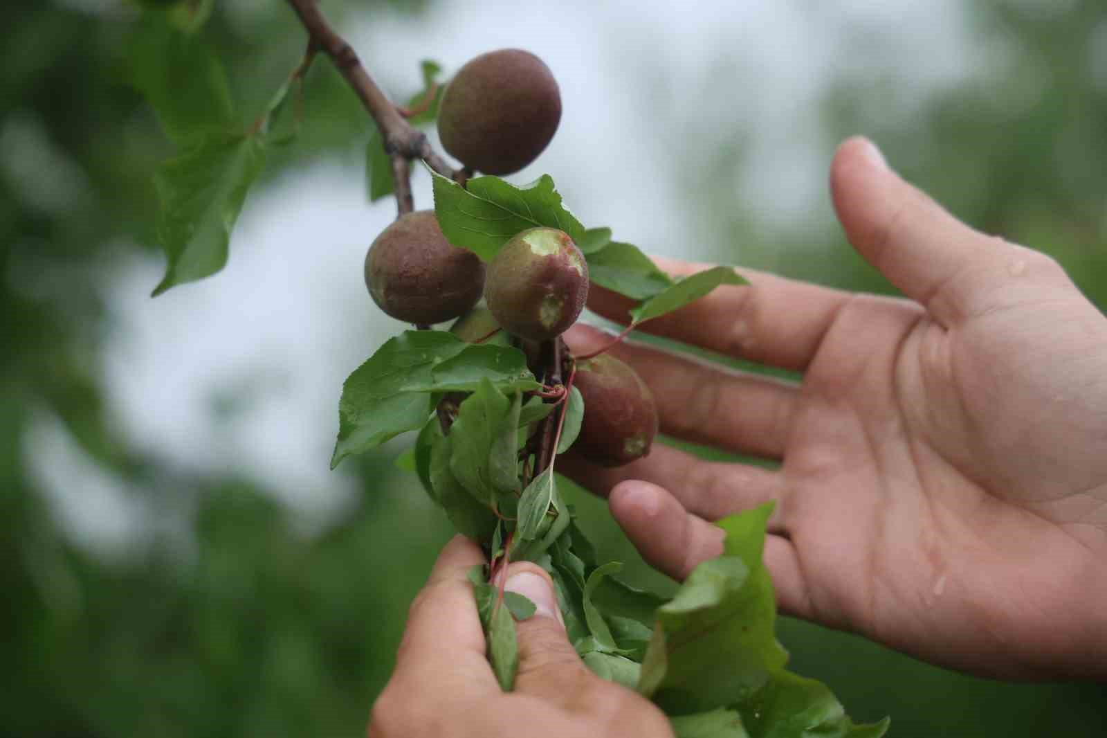 cevreyi beyaza buruyen findik buyuklugundeki dolu tarim arazilerini vurdu 4