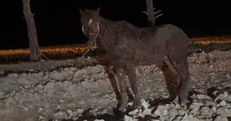 Ceylanpınar’da otomobil, at arabasına çarptı: 2 yaralı 5 ceylanpinarda otomobil at arabasina carpti 2 yarali 1 iRhhifYN