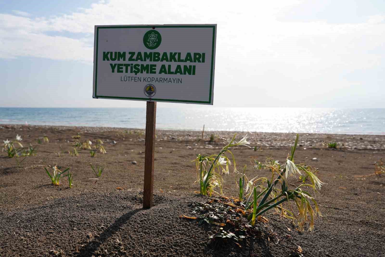 cezasi 2 milyon 800 bin tlye kadar cikiyor akdenizin guzelligi kum zambaklari koruma altina Rez1Jr1M