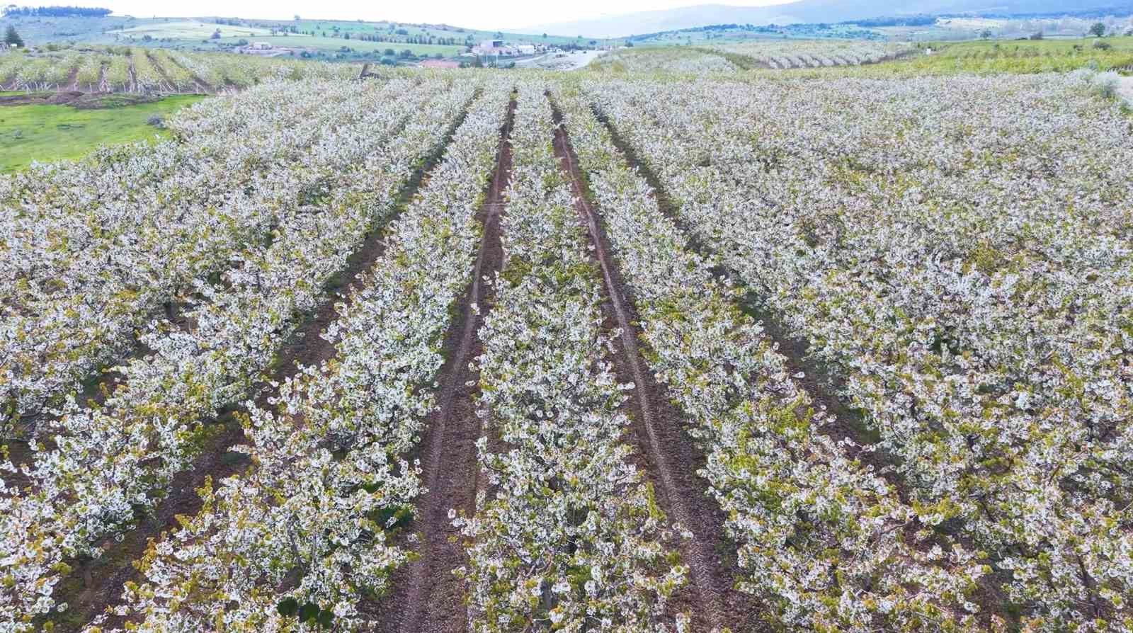 cicek acan kiraz agaclarinin manzarasi hayran birakti 0 jnOU35AF